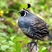California Quail